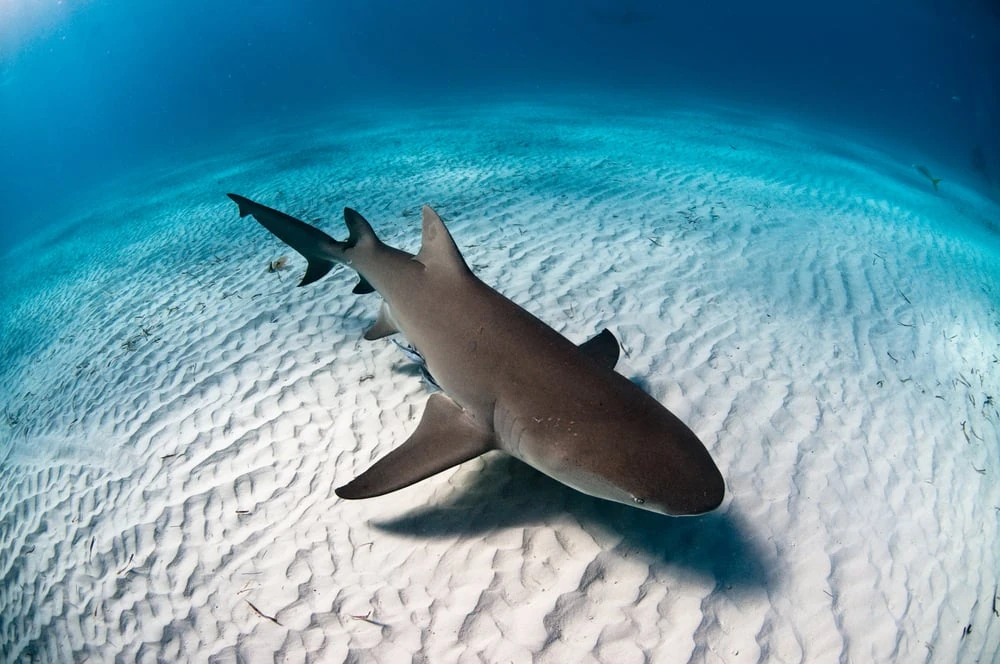 Lemon Shark