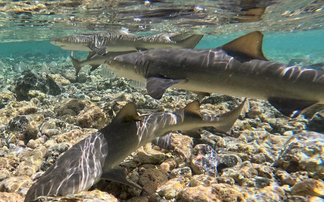 Shark Bay: Shallow Coastline Full of Baby Lemon Sharks