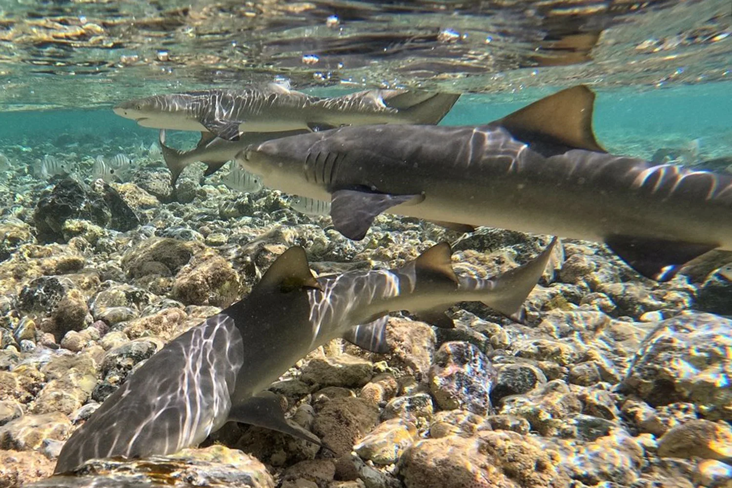 Shark Bay Shallow Coastline Full Of Baby Lemon Sharks