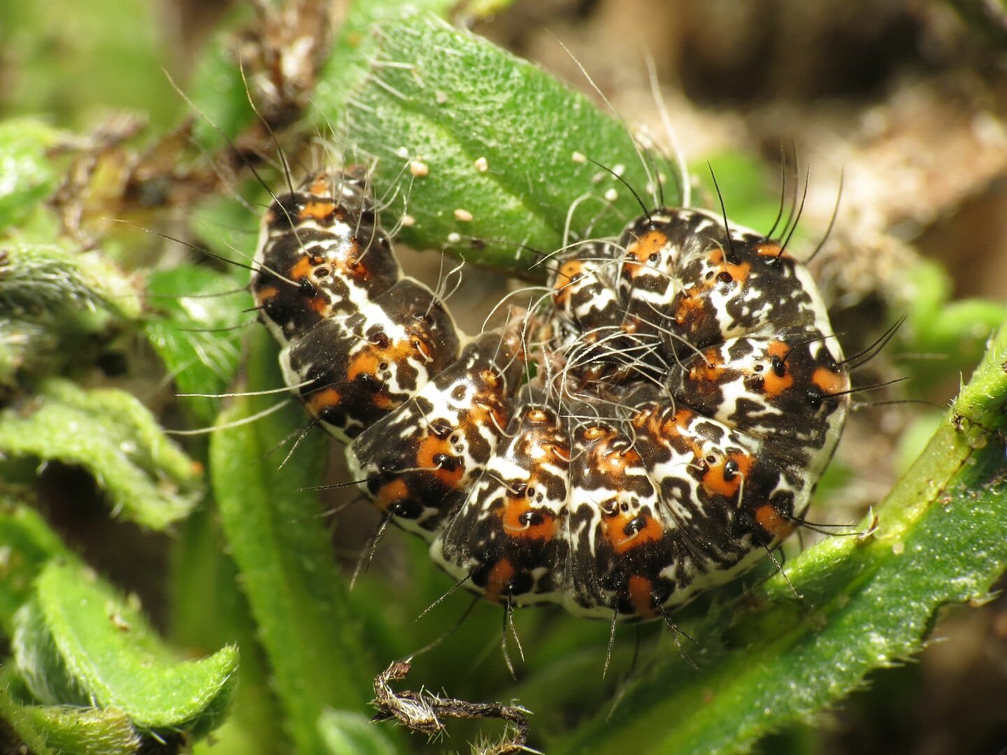 Caterpillar of a Crimson-speckled moth - Utetheisa pulchella Linnaeus 1758 Caterpillar of a Crimson-speckled moth - Utetheisa pulchella Linnaeus 1758