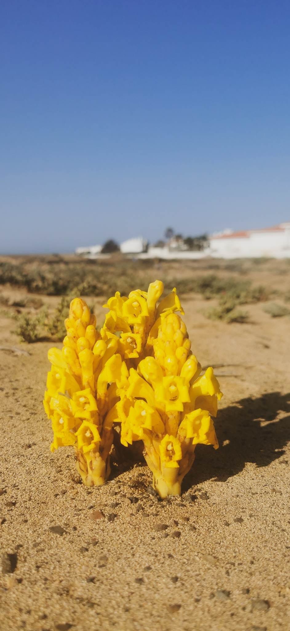 Cistanche phelypaea, Sal, Cape Verde Cistanche phelypaea, Sal, Cape Verde