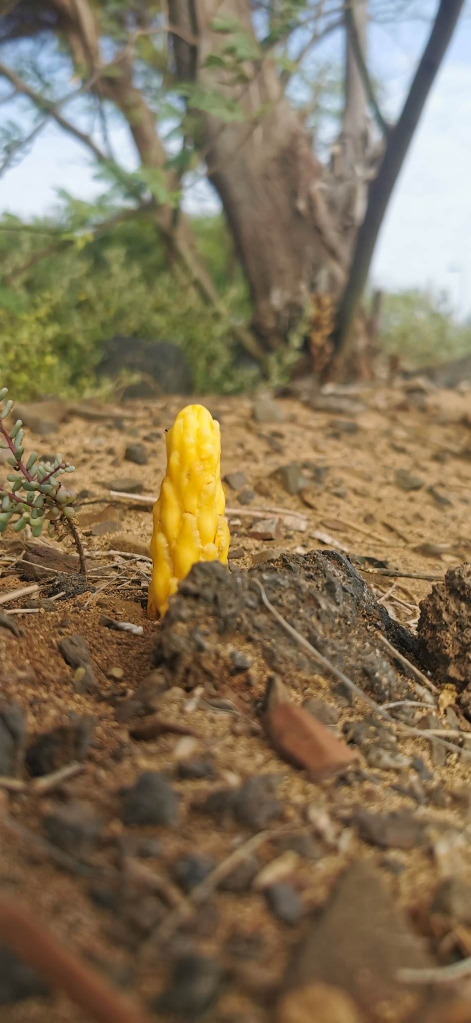 Cistanche phelypaea, Sal, Cape Verde Cistanche phelypaea, Sal, Cape Verde
