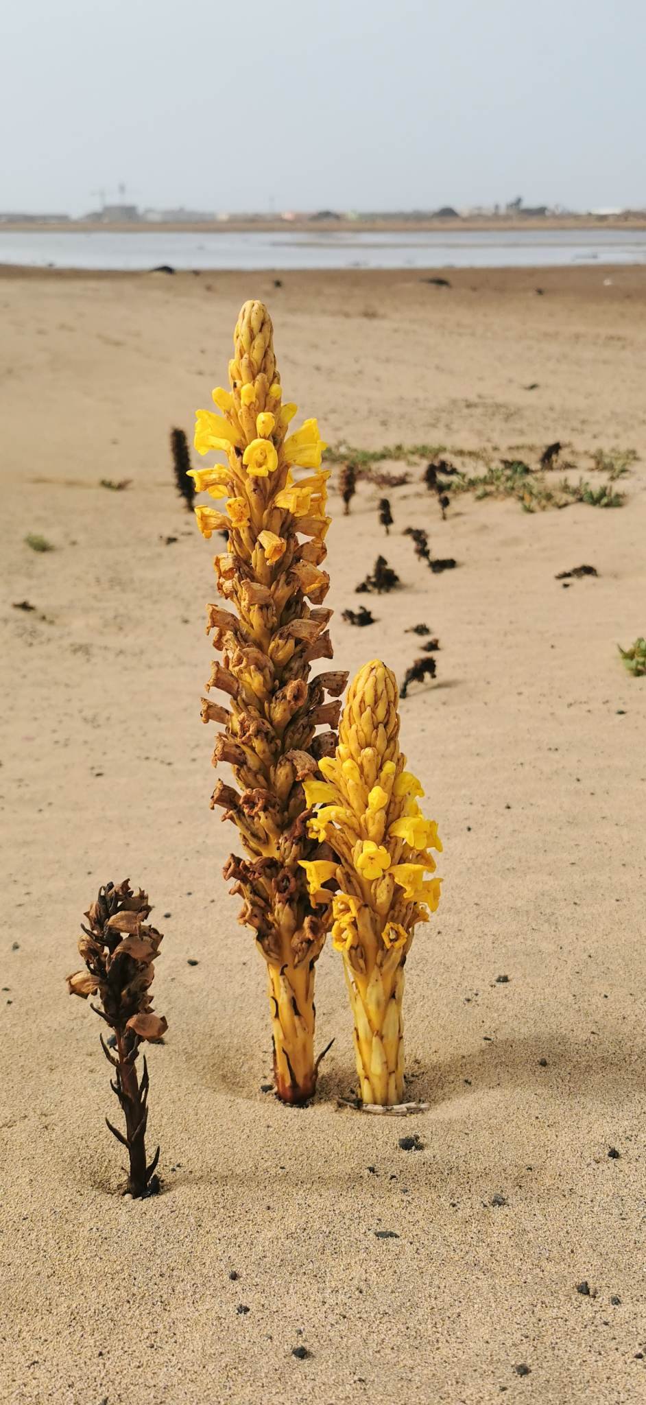 Cistanche phelypaea, Sal, Cape Verde Cistanche phelypaea, Sal, Cape Verde