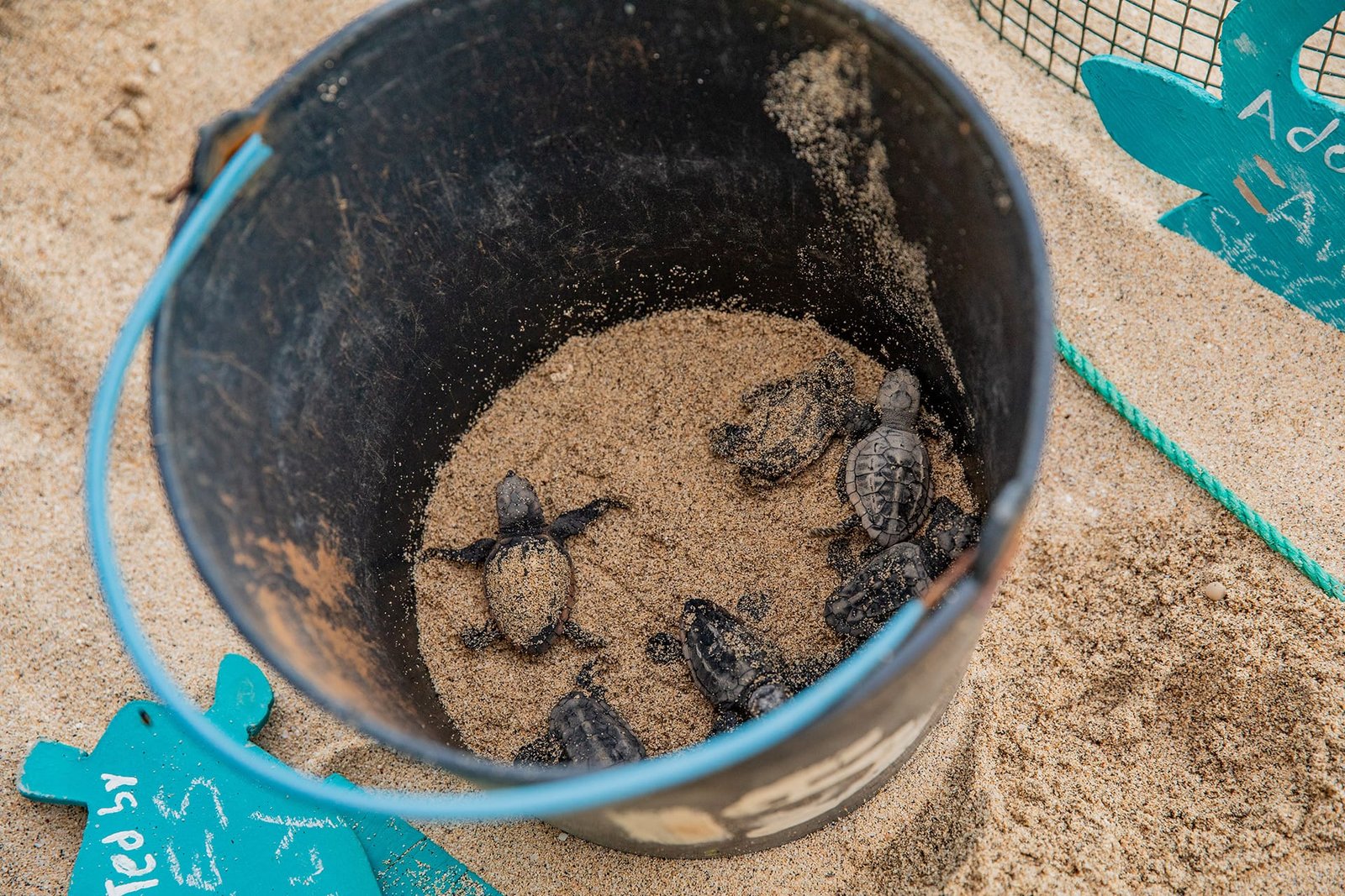 Baby loggerhead turtles in a bucket at a hatcherie on Sal, Cape Verde