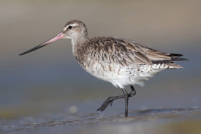Bar-tailed godwit (Limosa lapponica)