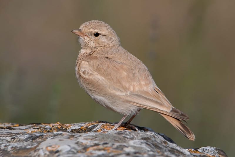 Bar-tailed lark (Ammomanes cinctura cinctura)