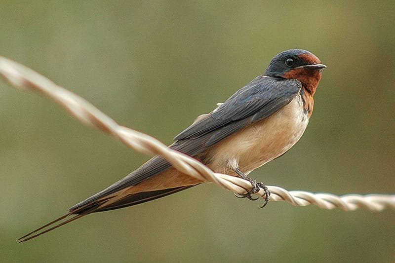 Barn swallow (Hirundo rustica)