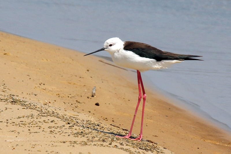 Black-Winged Stilt (Himantopus himantopus)