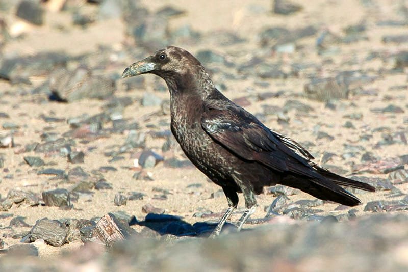 Brown-necked raven (Corvus ruficollis)