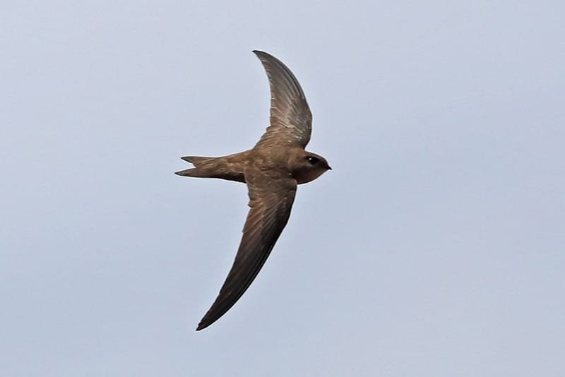 Cape Verde Swift (Apus alexandri)