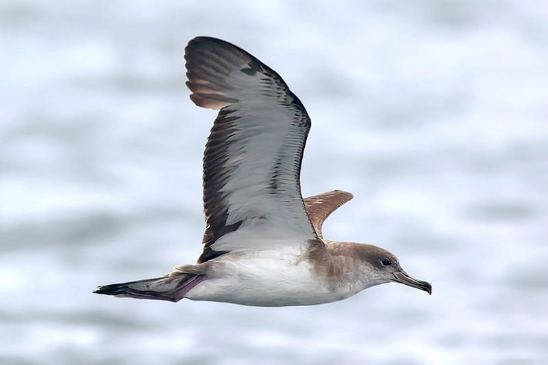 Cape Verde Shearwater (Calonectris edwardsii)