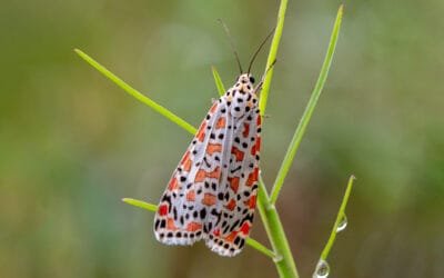 Crimson-speckled moth - Utetheisa pulchella Linnaeus 1758