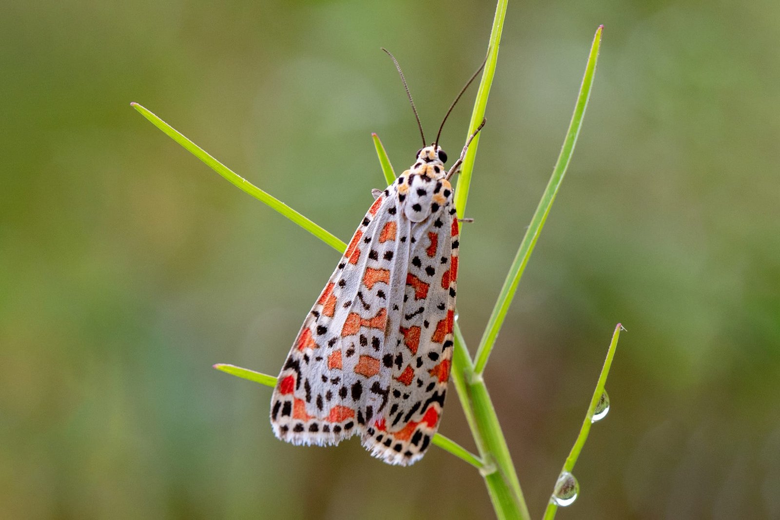Crimson-speckled moth – Utetheisa pulchella Linnaeus 1758 Crimson-speckled moth - Utetheisa pulchella Linnaeus 1758