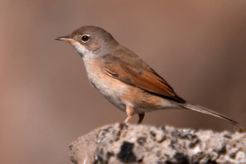 Curruca tomillera Sylvia conspicillata orbitalis Ssp.5650054402