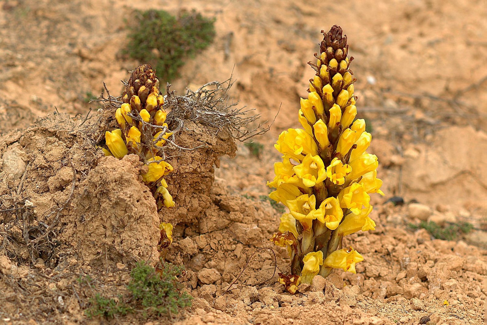 Desert-broomrape-Sal-Cape-Verde Salinas de Pedra de Lume, old salt lakes of Sal