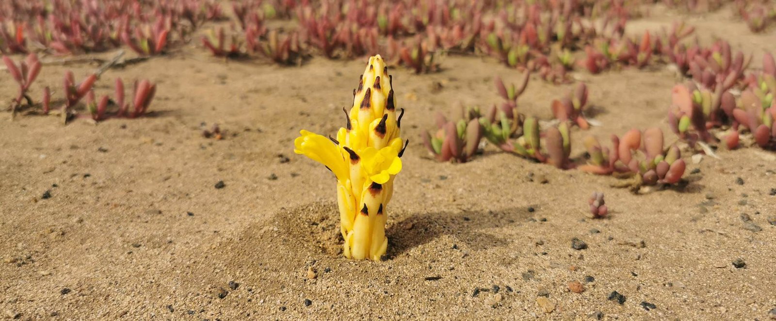 Desert broomrape, yellow plant, Sal, Cape Verde Desert broomrape, yellow plant, Sal, Cape Verde