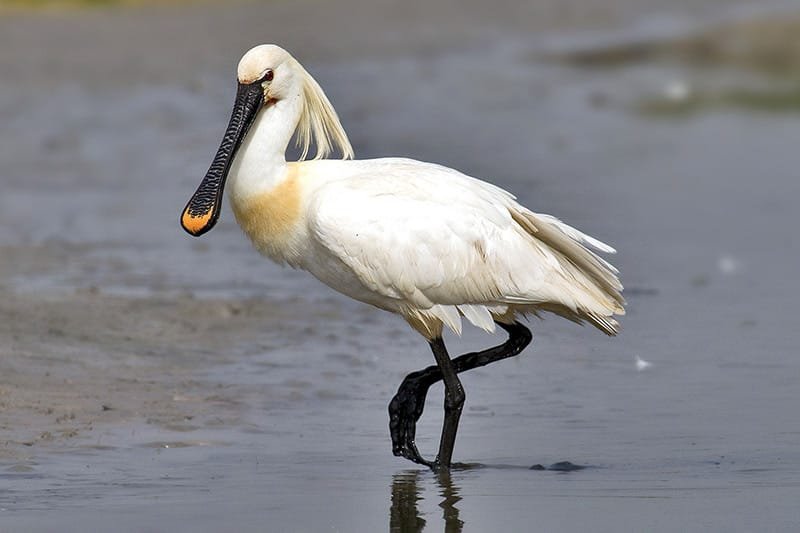 Eurasian spoonbill (Platalea leucorodia)