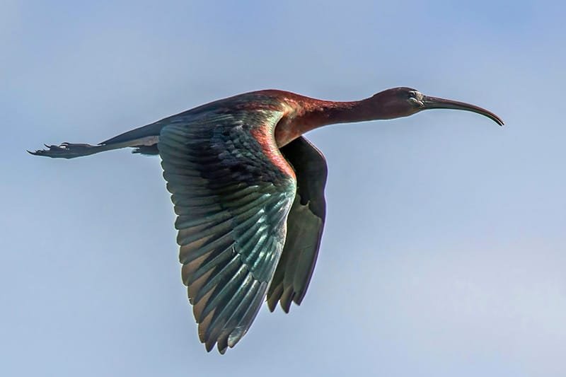 Glossy ibis (Plegadis falcinellus)