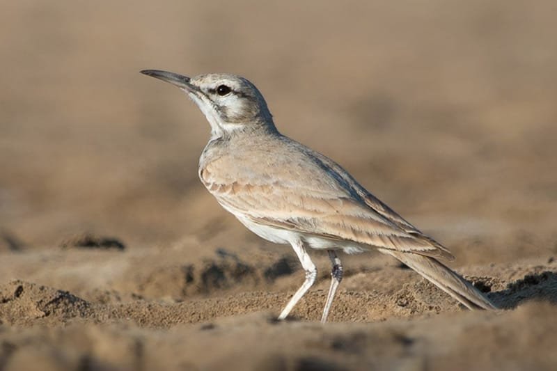 Greater Hoopoe Lark (Alaemon alaudipes)