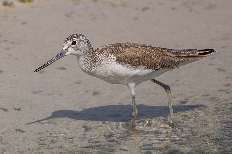 Greenshank (Tringa nebularia)