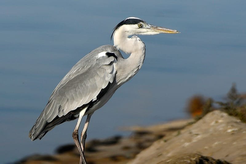 Grey heron (Ardea cinerea)