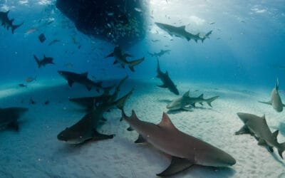 Group of lemon sharks under a boat