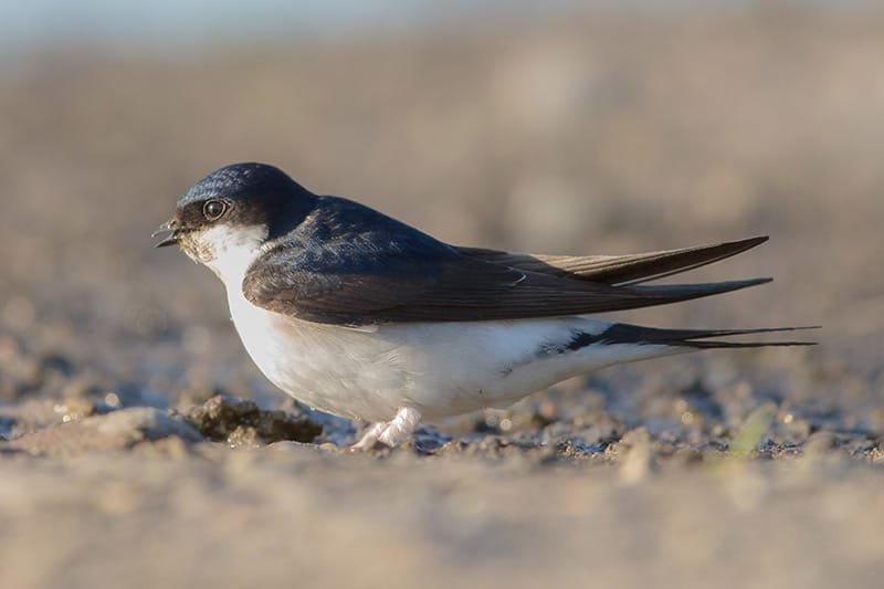 House martin (Delichon urbicum)
