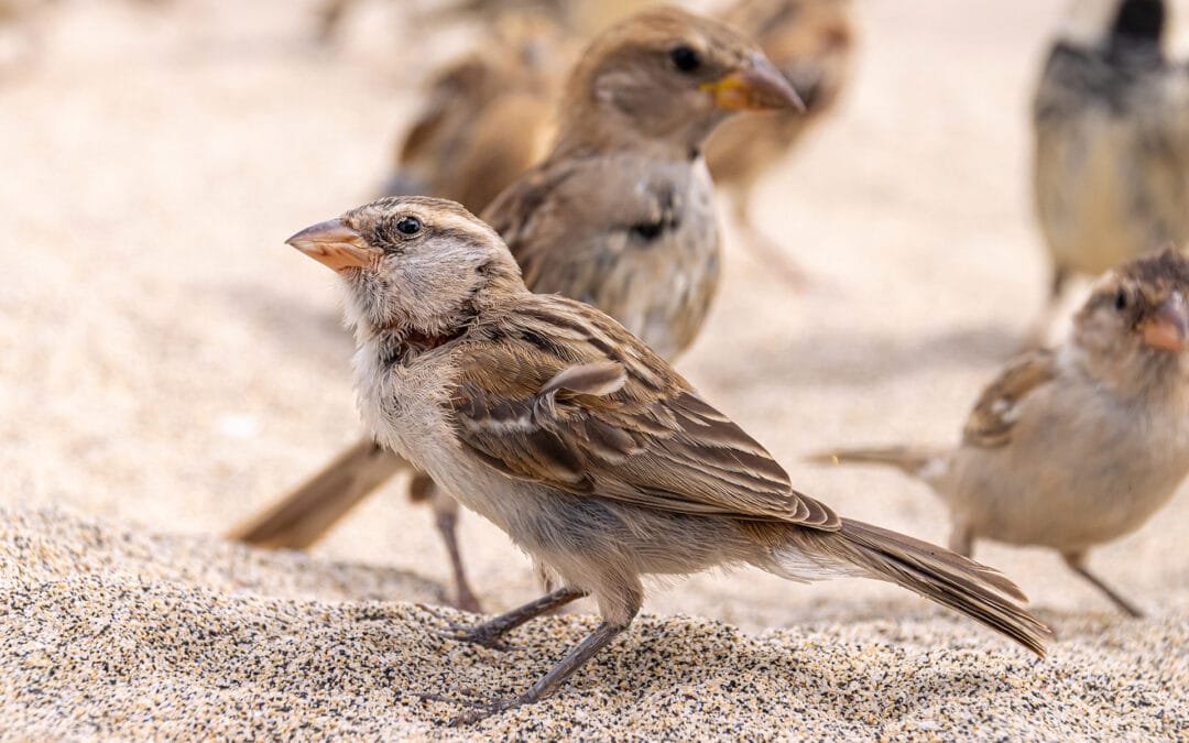 Iago Sparrow: Endemic and Easy to Spot on Sal