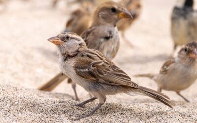 Iago Sparrows, Sal, Cabo Verde