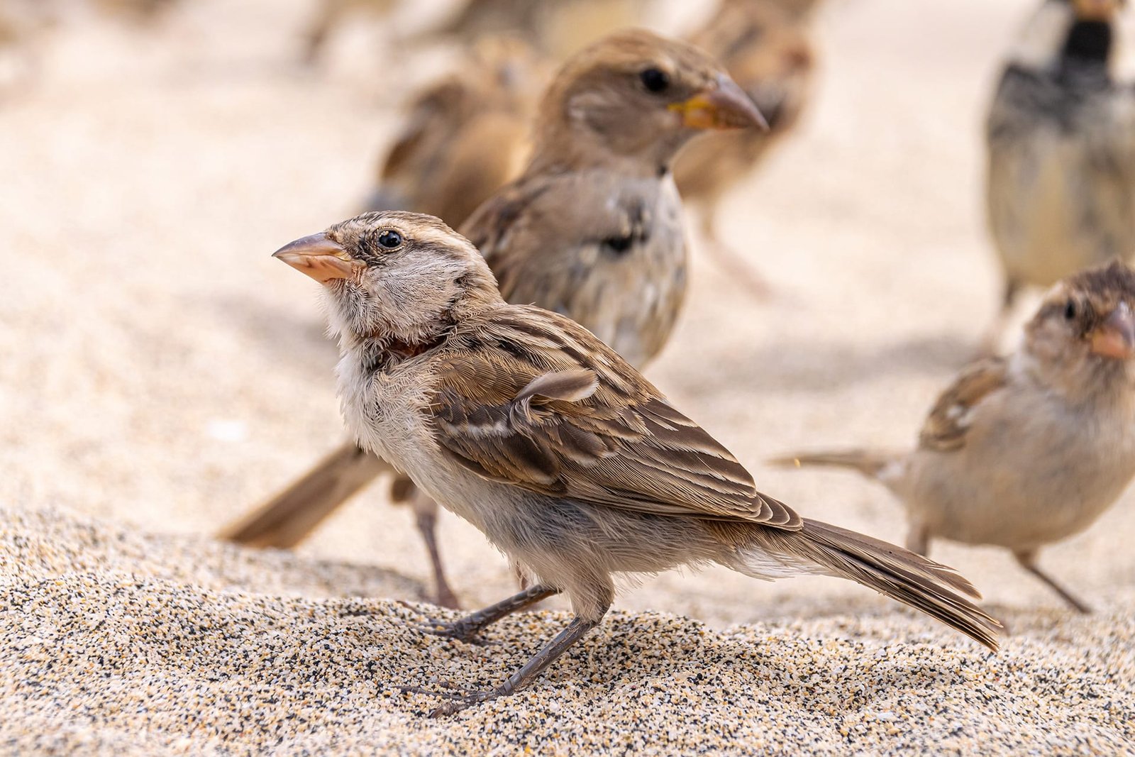 Iago Sparrows, Sal, Cabo Verde