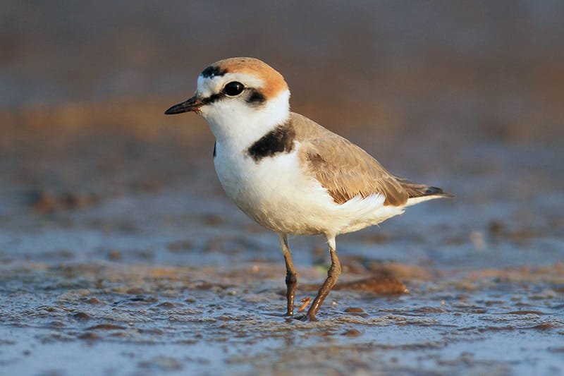 Kentish plover (Charadrius alexandrinus)