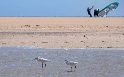 Little egrets (Egretta garzetta) on the beach