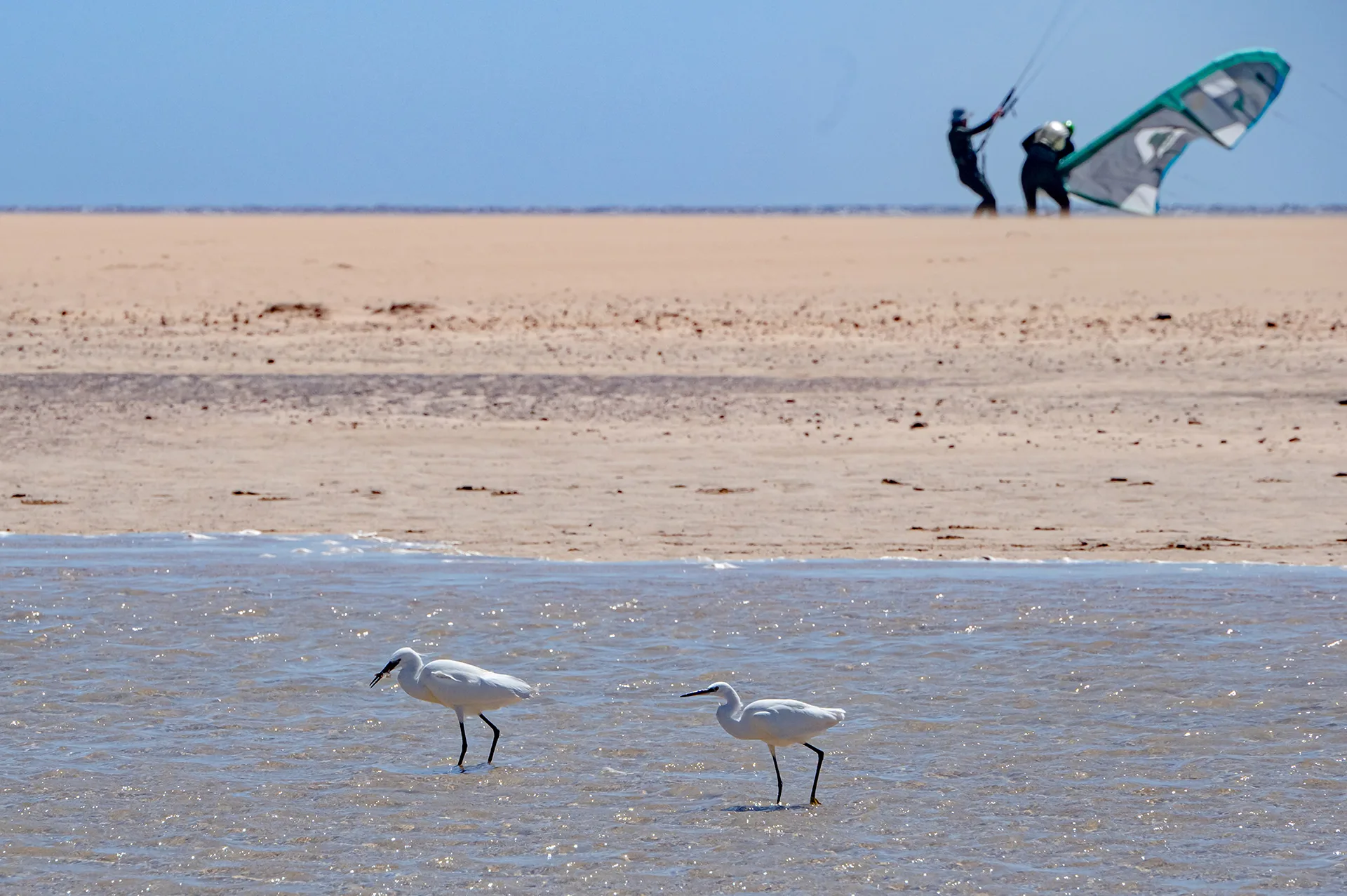 Little egrets (Egretta garzetta) on the beach