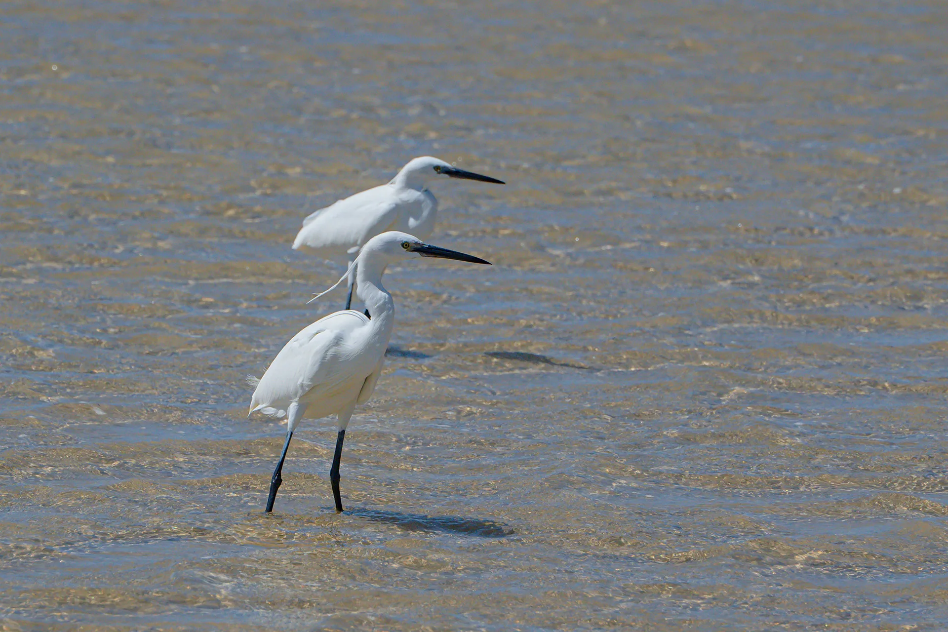 Little egrets (Egretta garzetta) standing in the water