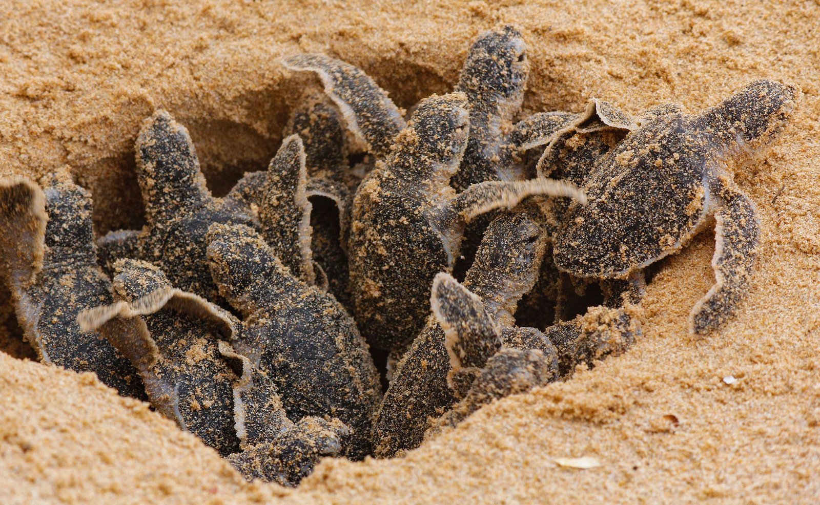 Little loggerhead sea turtles (caretta caretta), Sal, Cabo Verde