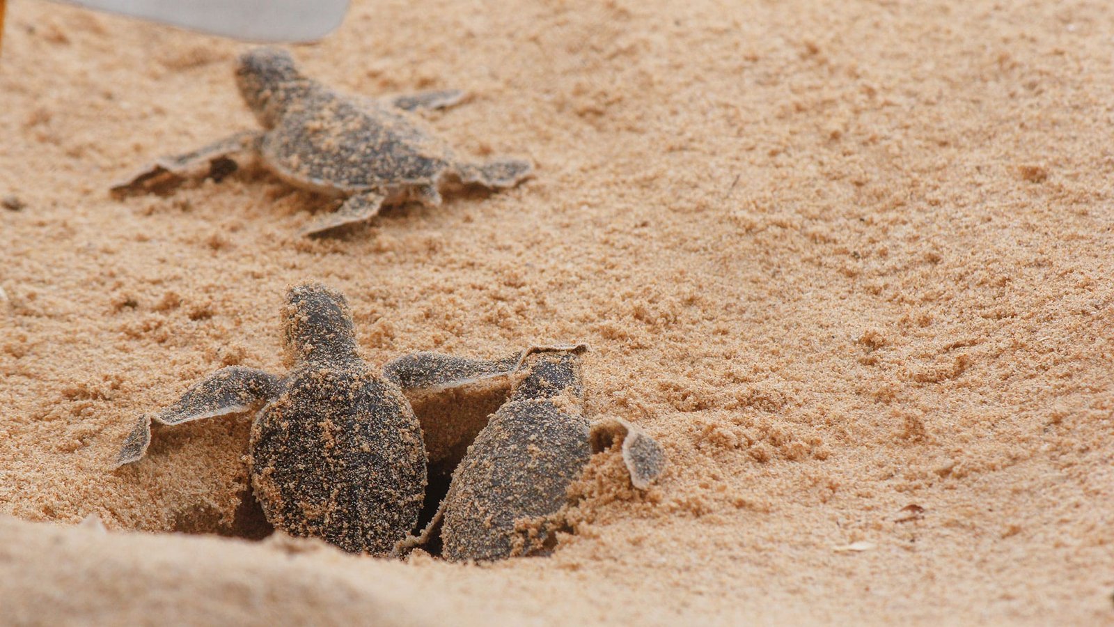 Little loggerhead sea turtles (caretta caretta) on Sal, Cabo Verde