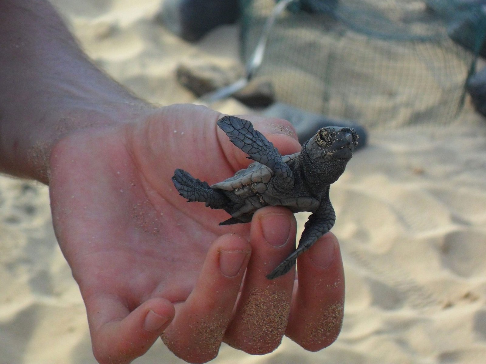 The loggerhead sea turtle (Caretta Caretta) on Sal Island