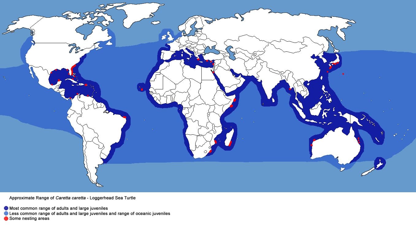 Loggerhead sea turtle (Caretta Caretta) Map