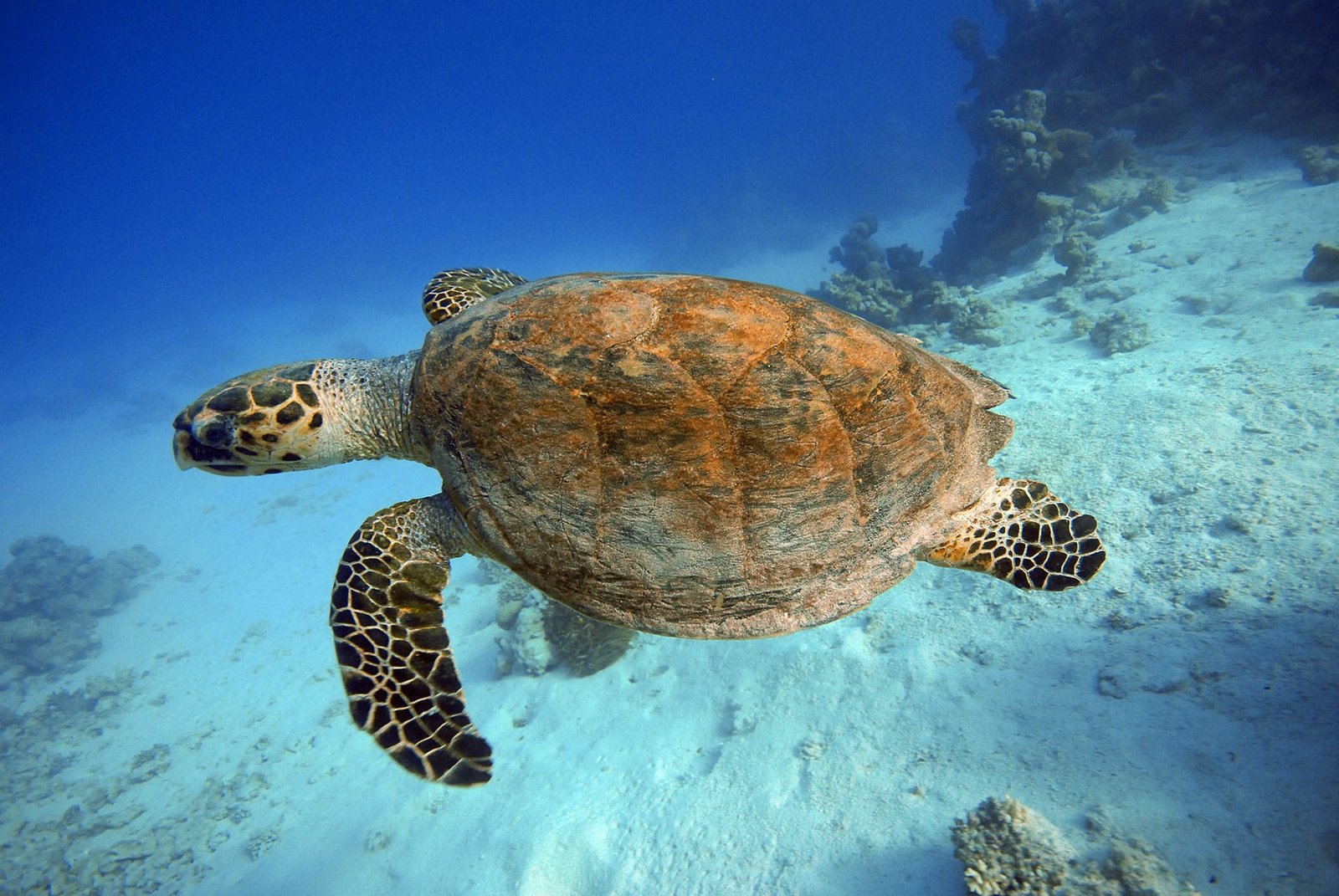 Loggerhead turtle (caretta caretta) underwater, Sal, Cabo Verde
