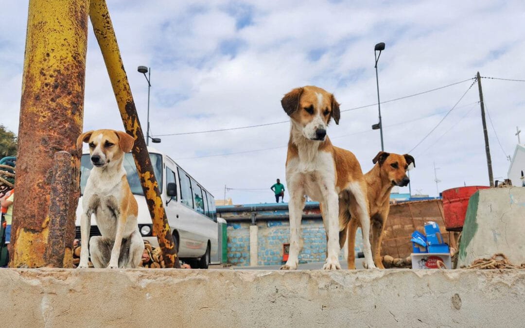 Stray Dogs of Sal Island: Their Past and Situation Now