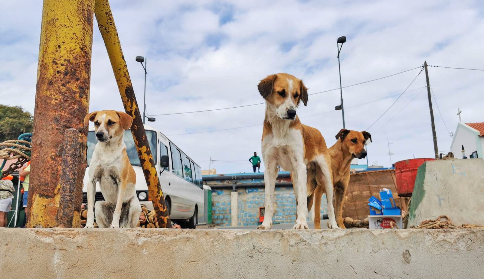 Warm welcome in the marina of Palmeira © Sal Cape Verde