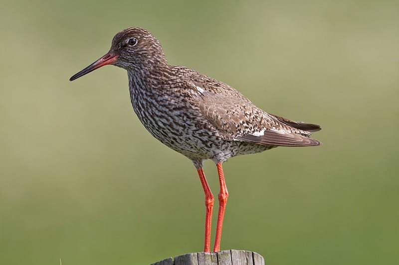 Redshank (Tringa totanus)