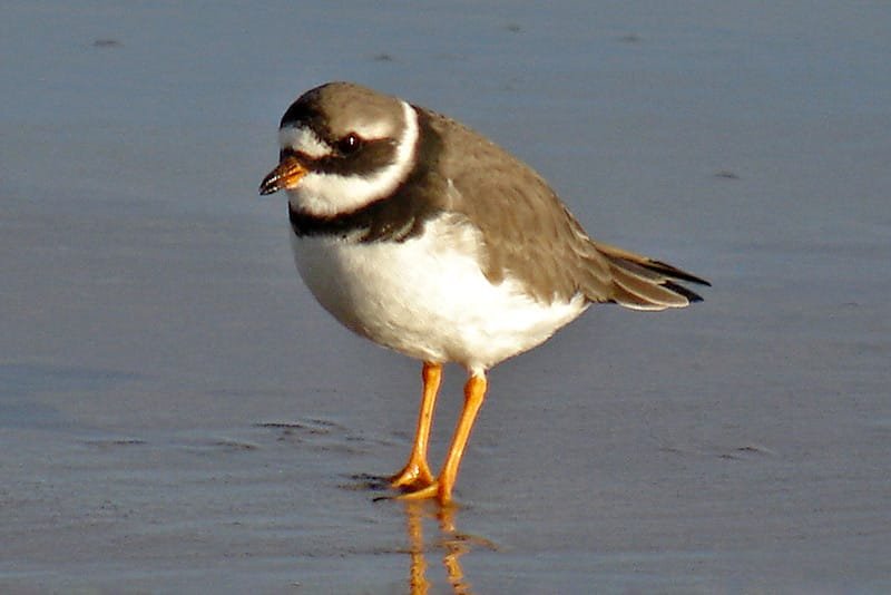 Ringed plover (Charadrius hiaticula)