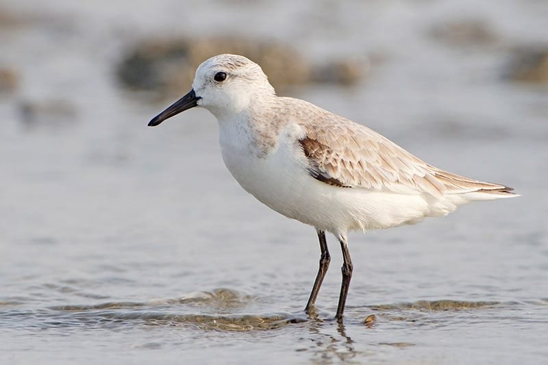 Sanderling (Calidris alba)