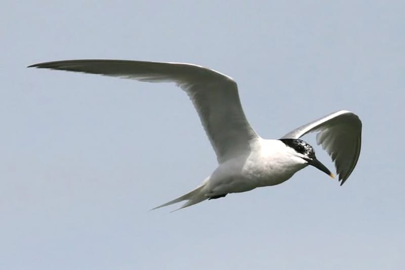 Sandwich tern (Thalasseus sandvicensis)