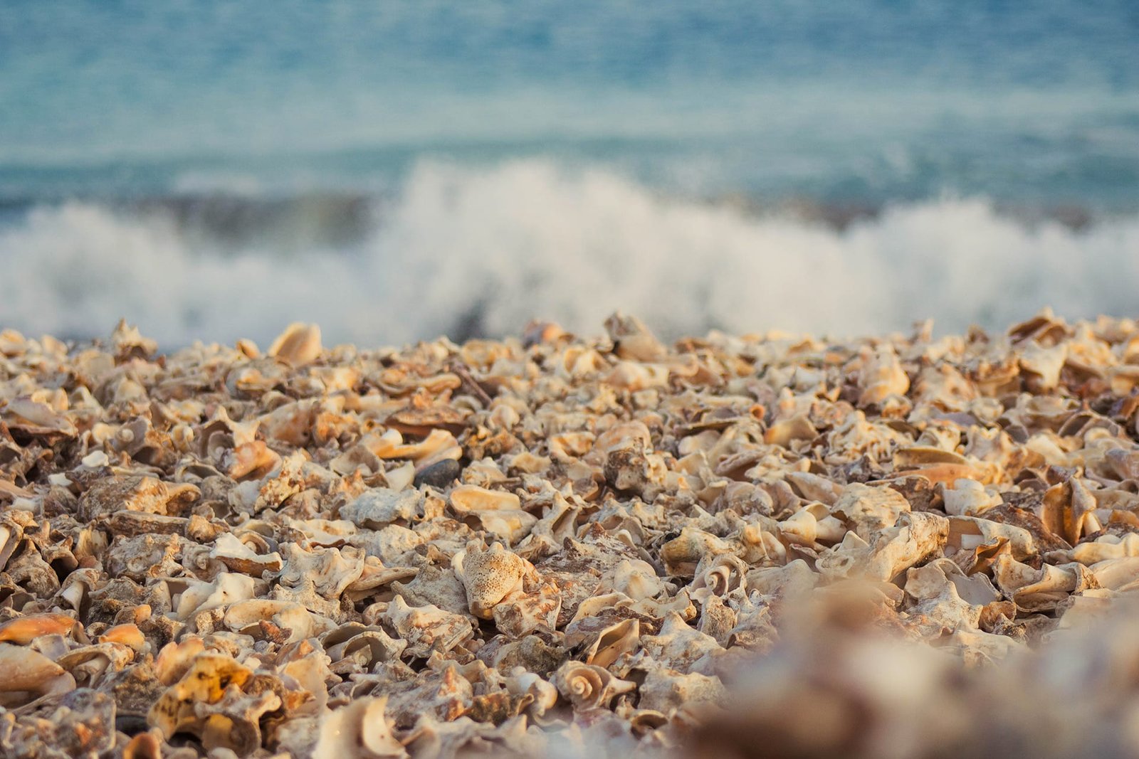 Shell-cementery-Santa-Maria-Sal-Cabo-Verde
