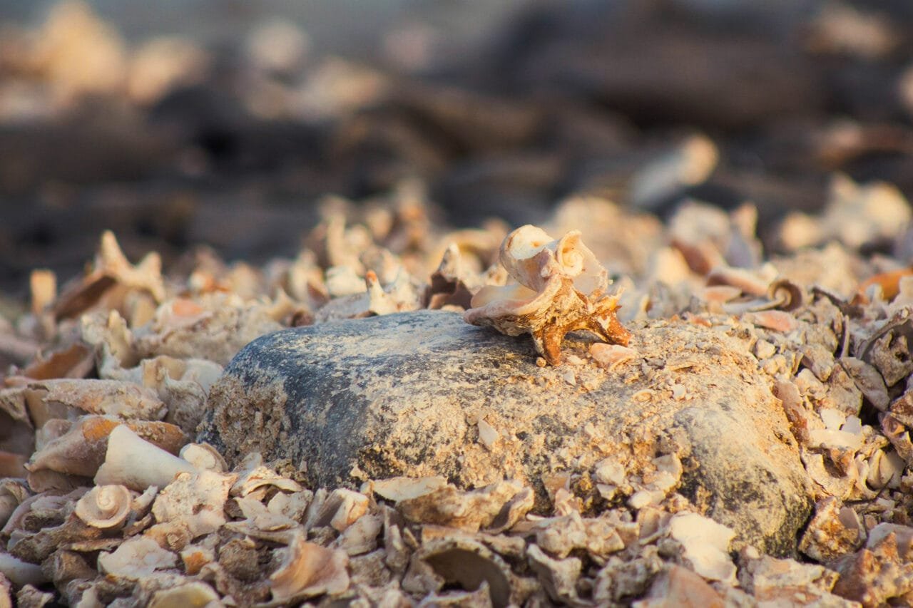 Shell Cemetery Beach: The Great Hidden Gem of Santa Maria