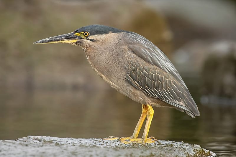 Stariated heron (Butorides striata)