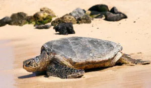 The loggerhead sea turtle (Caretta Caretta) on Sal Island