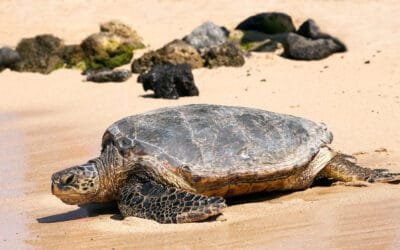 The loggerhead sea turtle (Caretta Caretta) on Sal Island